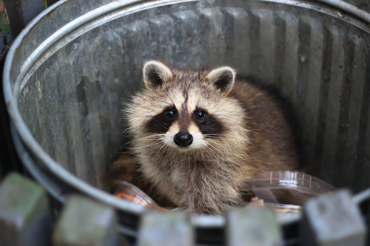 Animals Start Looking for Winter Homes in the Fall…Are You Prepared