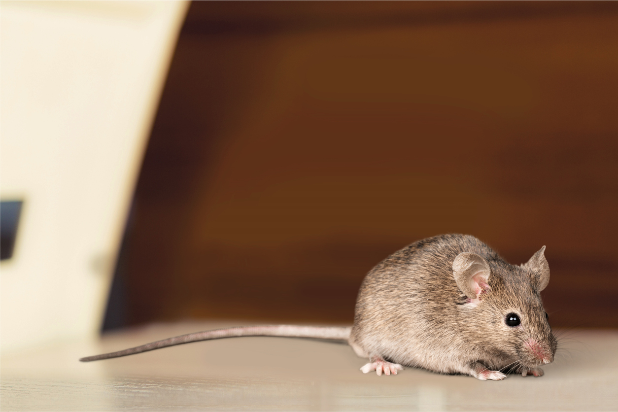 Tips for Homes with Unexpected Mice Issues