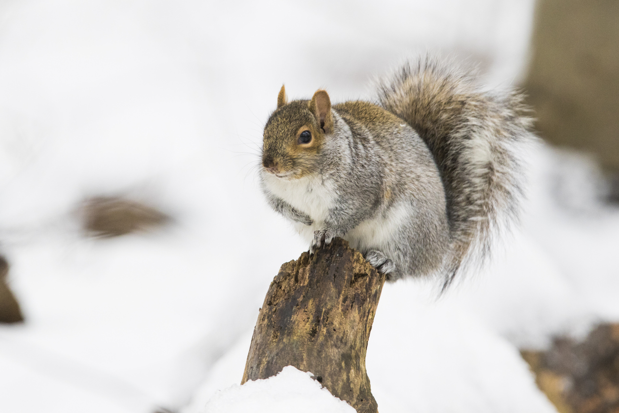 Sciurus carolinensis, common name eastern gray squirrel in winter