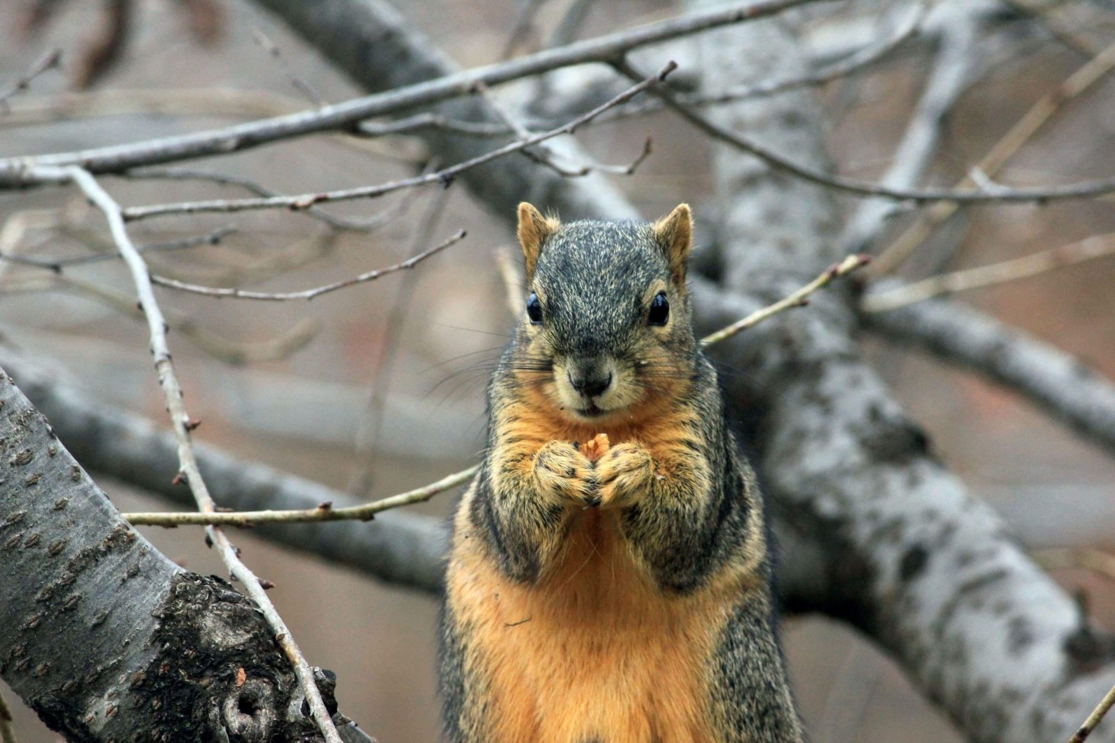squirrel on a tree