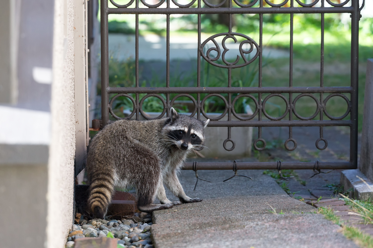 Raccoon in backyard at Toronto Canada