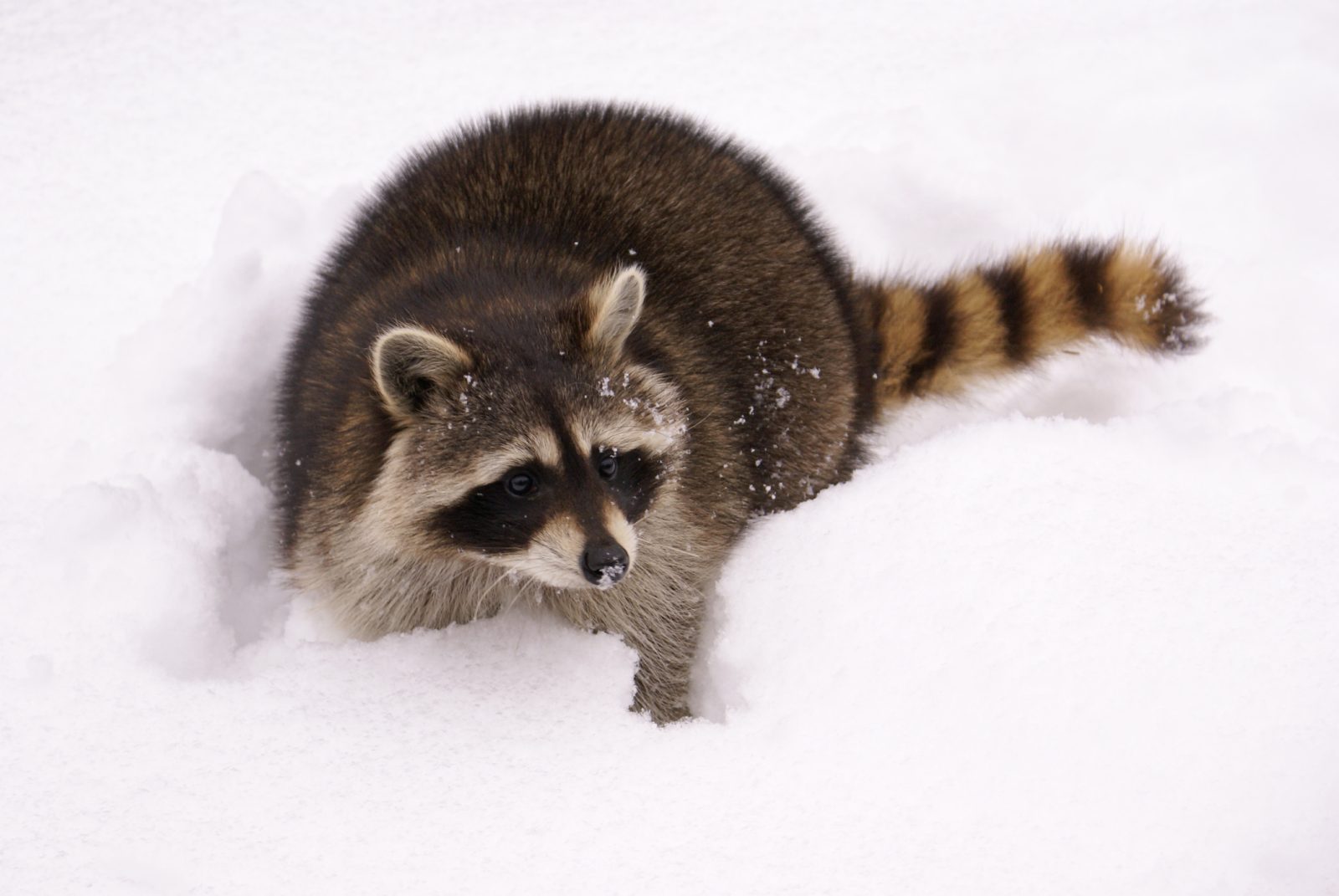 raccoon in snow
