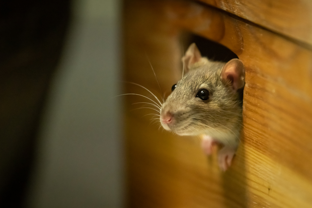 Mice looking out of a wooden box