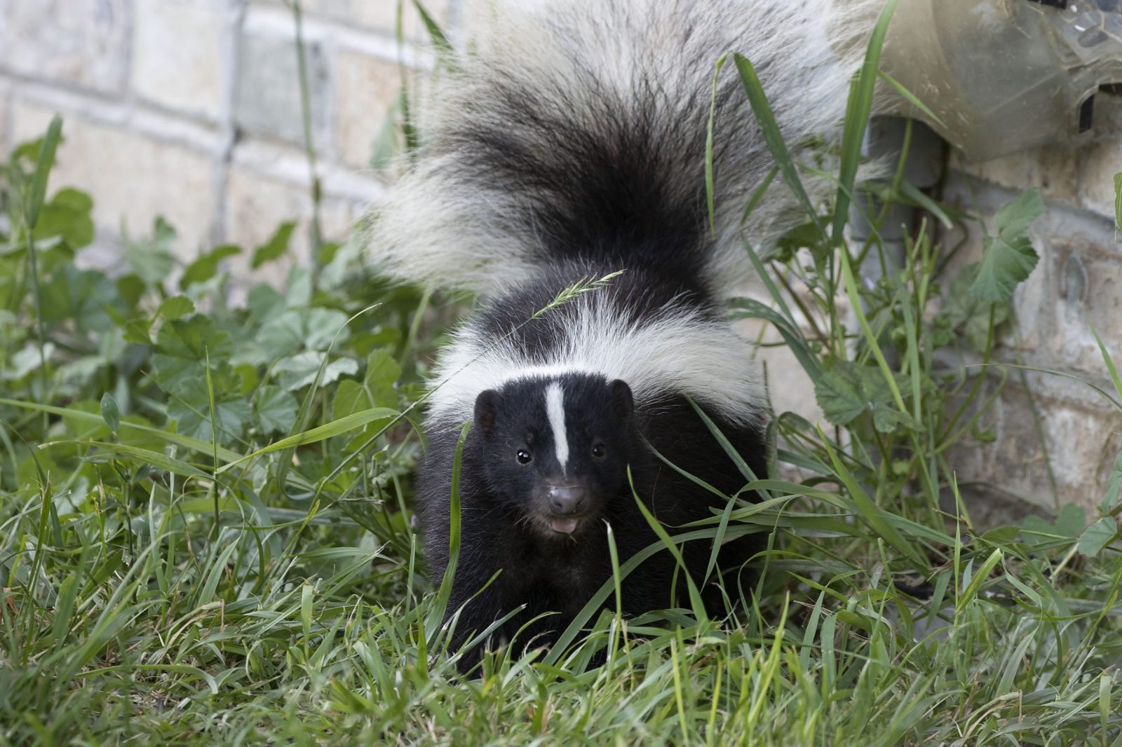 Young striped skunk Outside House