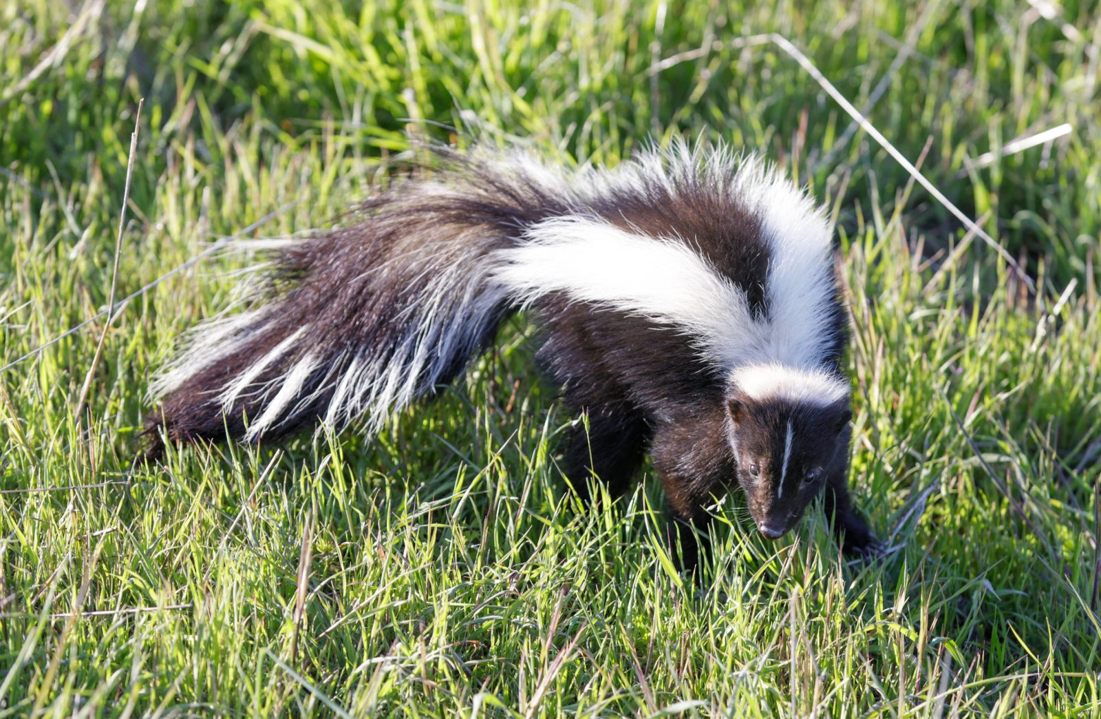 Skunk In Yard