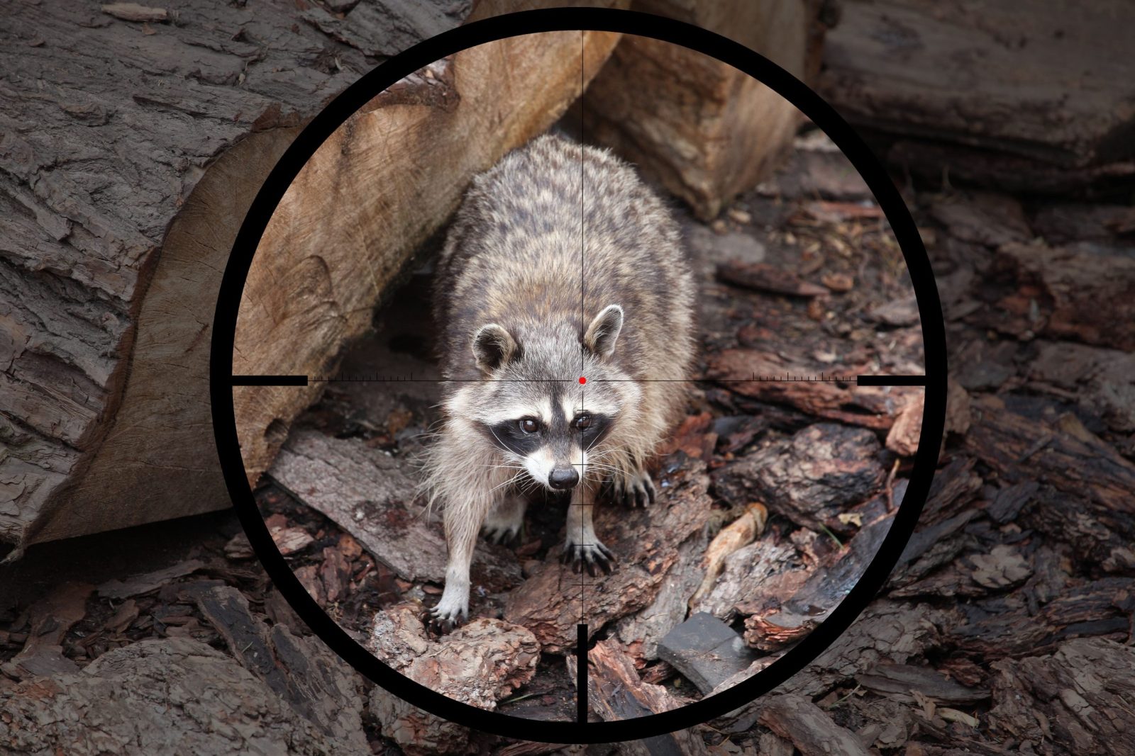 Racoon in cross hairs
