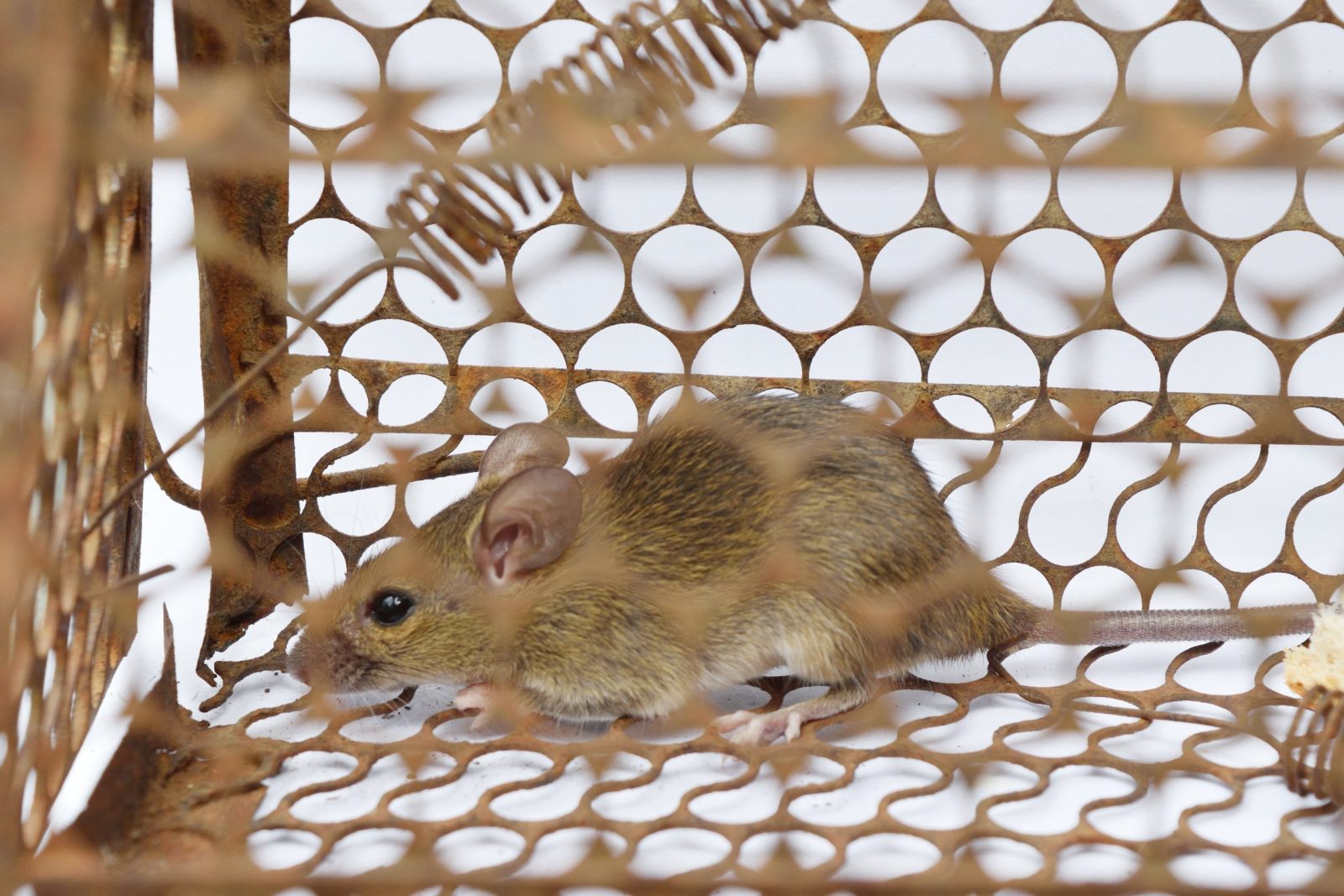 Rat in a humane trap