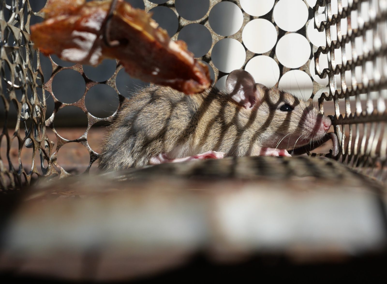 Rat removal services. Rat in cage