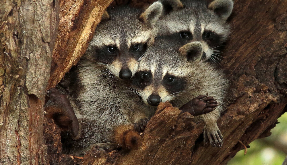 Raccoons and Pets: Keeping Your Furry Friends Safe in Canada 1 shutterstock 1645281730 1