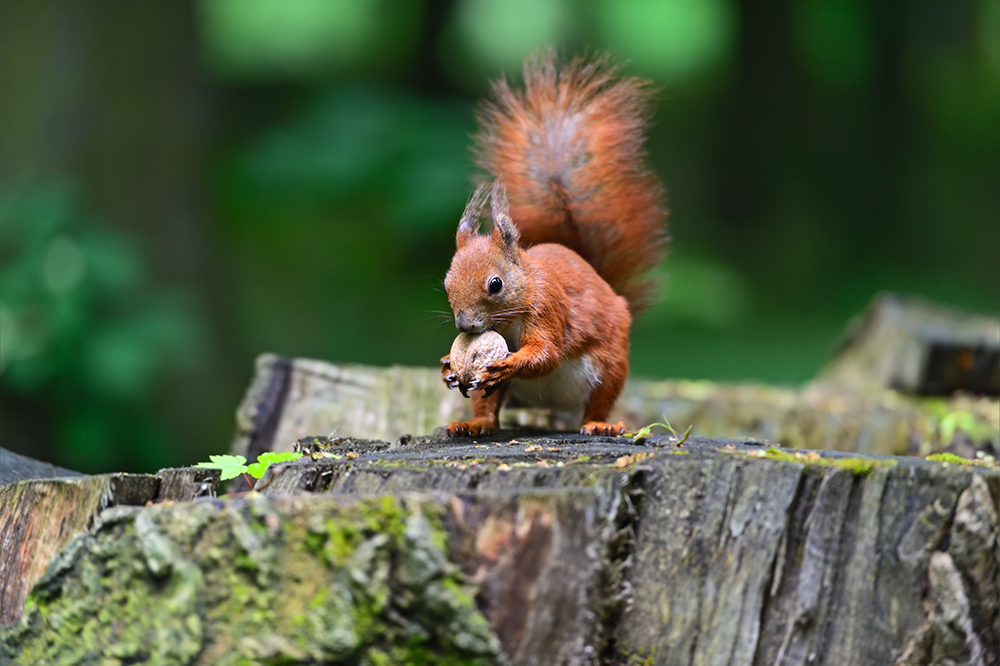 Preventing Squirrel Infestations in Toronto Gardens SWAT Wildlife