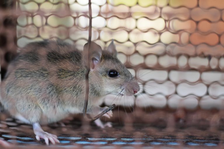 Rat Problem Toronto Rat Removal: Toronto's Community Effort in Rat Patrol
