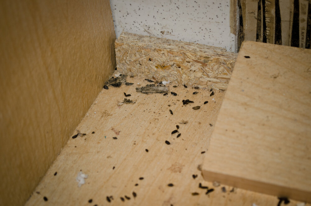 Mice Removal. Mouse Poop Turds Feces Under A Bathroom Sink.