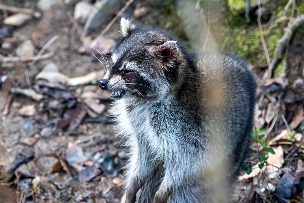 Raccoon Removal: Understanding the Risks of Raccoon Infestations 1 Raccoon Removal. Sick Raccoon Either Rabies Or Distemper.