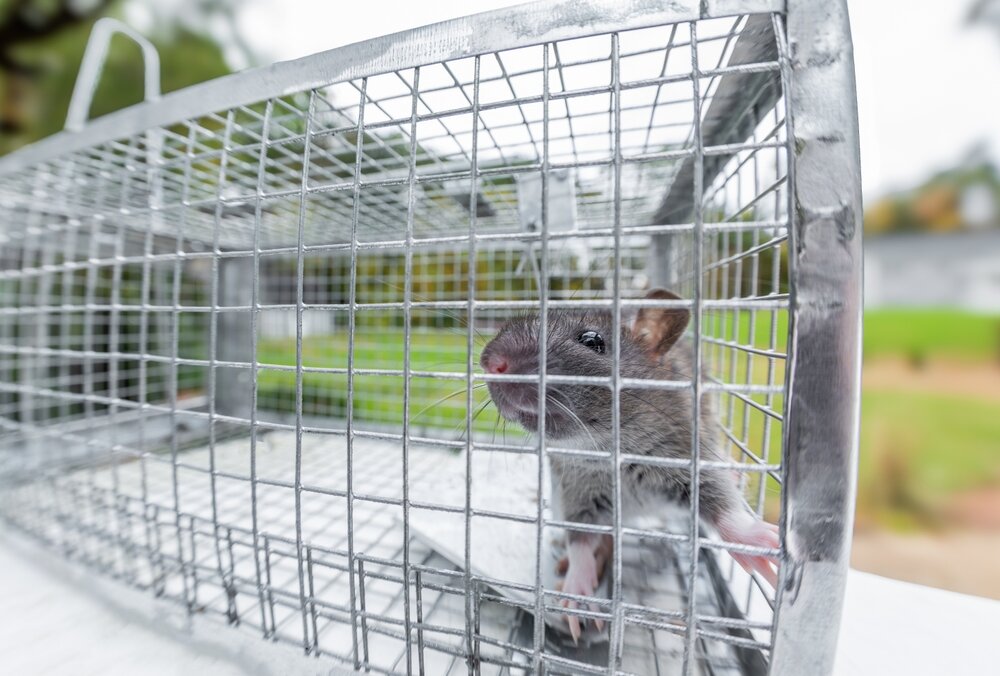 Humane rat removal. Rat in humane cage.