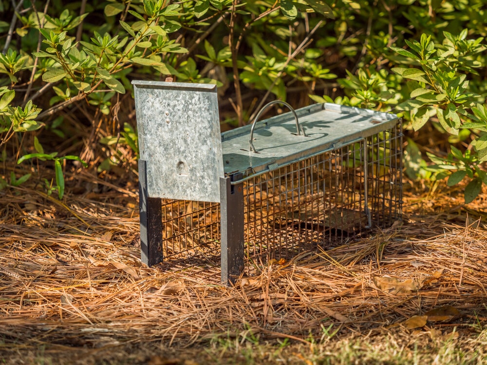 Why DIY Squirrel Removal in Toronto Can Do More Harm Than Good 2 squirrel removal. Humane squirrel trap.