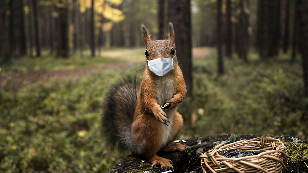 Why DIY Squirrel Removal in Toronto Can Do More Harm Than Good 1 squirrel removal. Squirrel Wearing Medical Mask And Forest Background.
