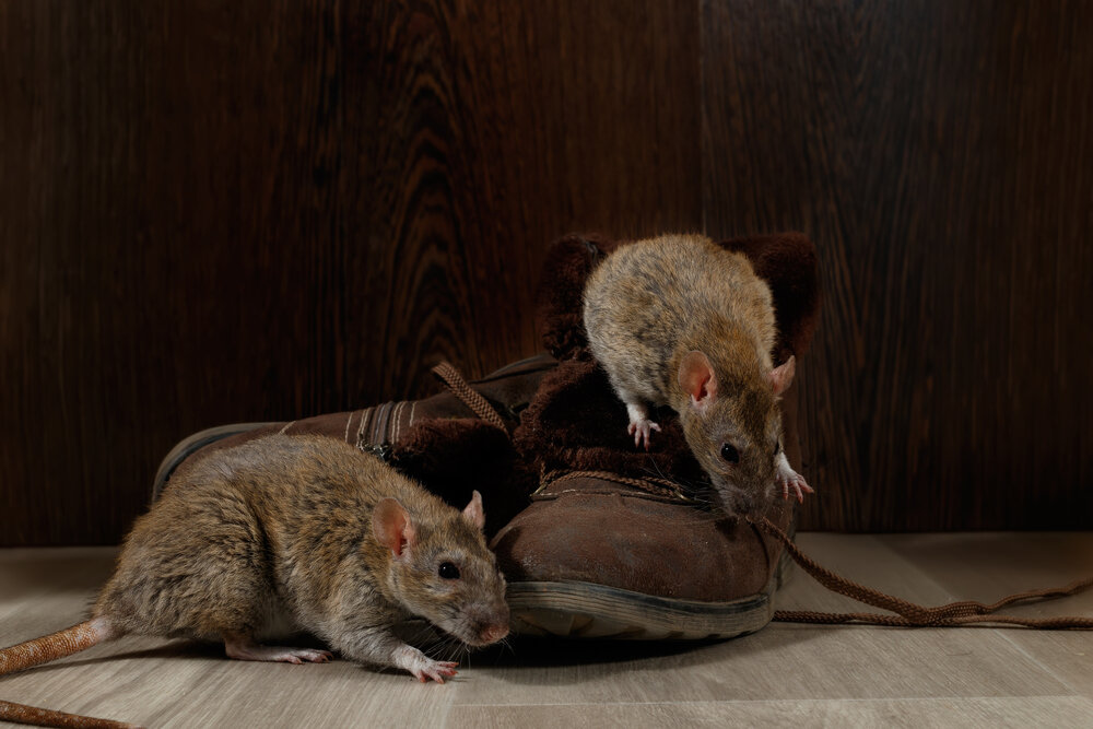 Rat Removal vs. Rat Control: Understanding the Difference 2 rat removal services. Close-up Two Rats Near Brown Boots On The Gray Floors.