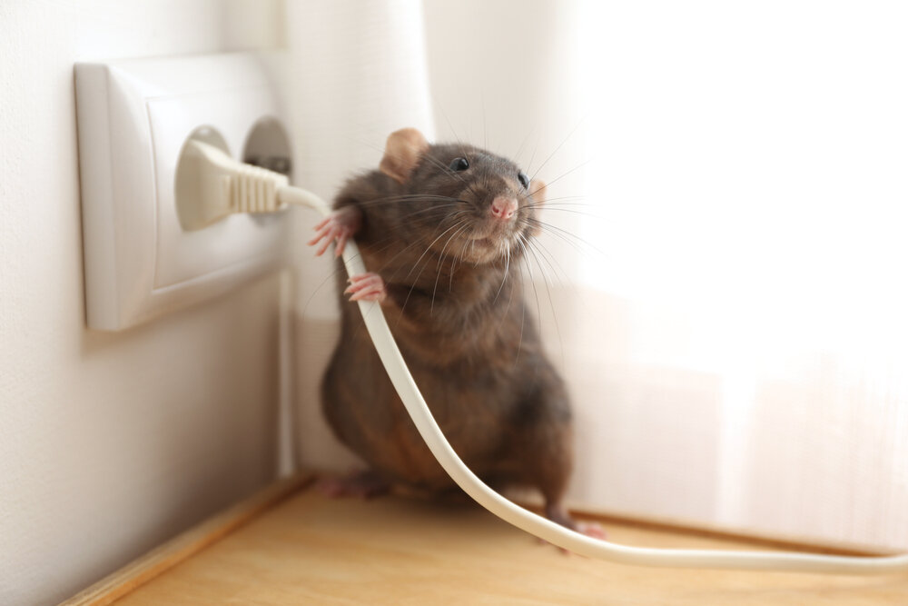Rat Removal vs. Rat Control: Understanding the Difference 1 rat removal services. Rat Near Power Socket Indoors Pest Control.
