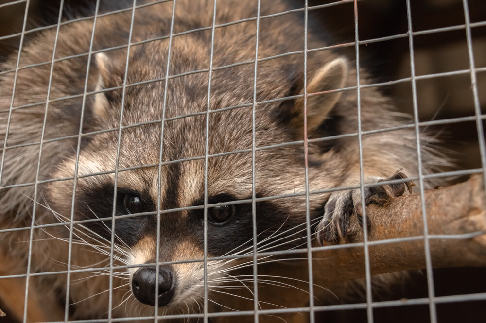 Raccoon Removal Services. Raccoon In A Cage.