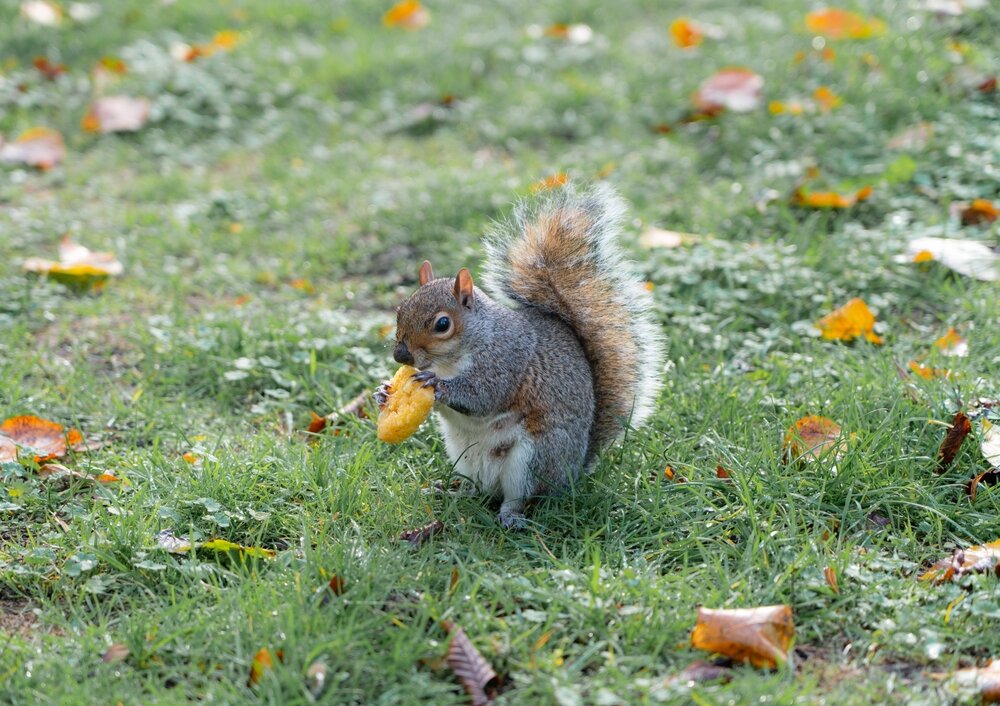 squirrel removal. Cute Fluffy Squirrel Eating A Cookie Or A Hash Brown.