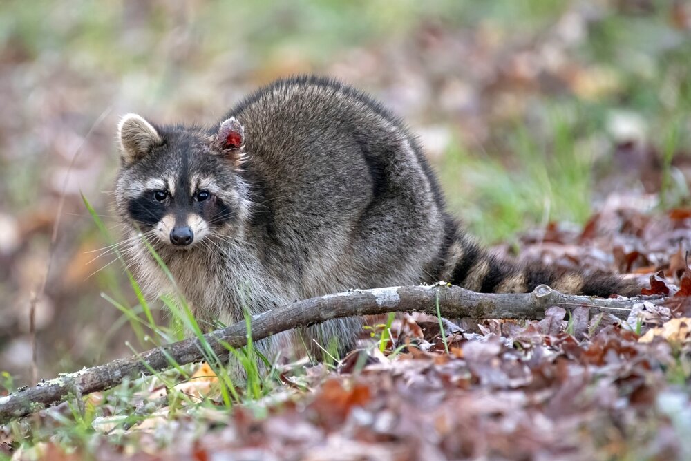 Raccoon removal. Sick Raccoon With rabies.