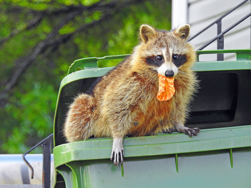 Raccoon removal. Raccoon In A Garbage Bin.