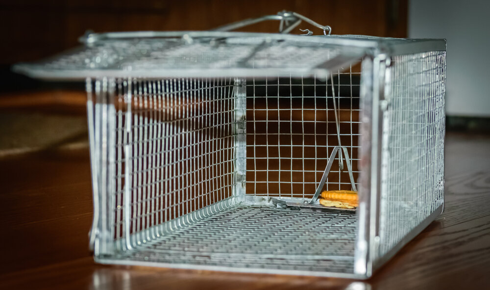 Mice Removal. Looking Inside Of A Humane Mouse Trap Cage With Cracker.