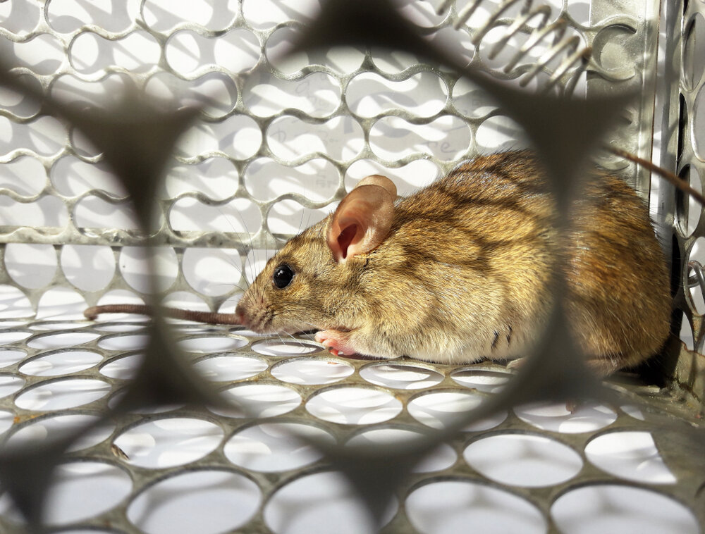 shutterstock 1253042494 1