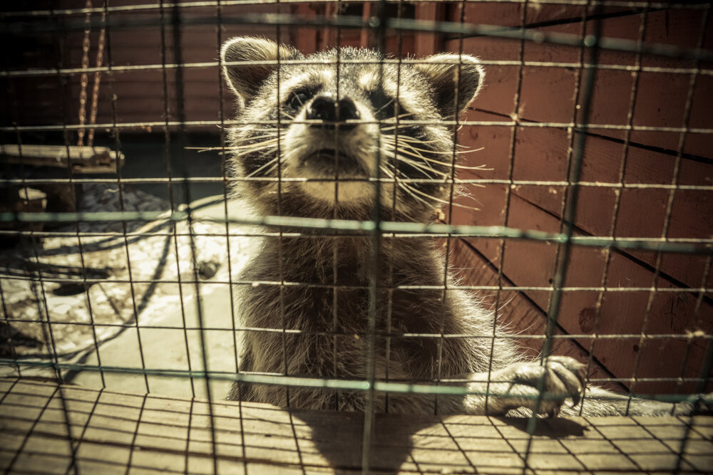 Raccoon Removal. Raccoon In Captivity Portrait Of Raccoon Closeup In Cage.