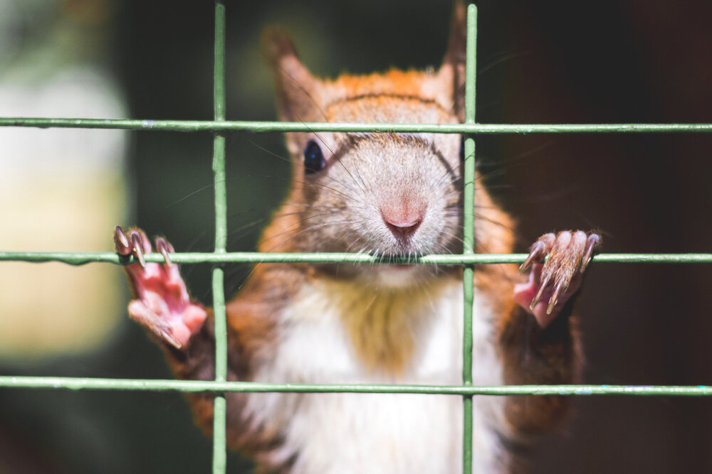 Nuts About Toronto Humane Squirrel Removal: Keeping Squirrels Safe 1 shutterstock 1487487866 1