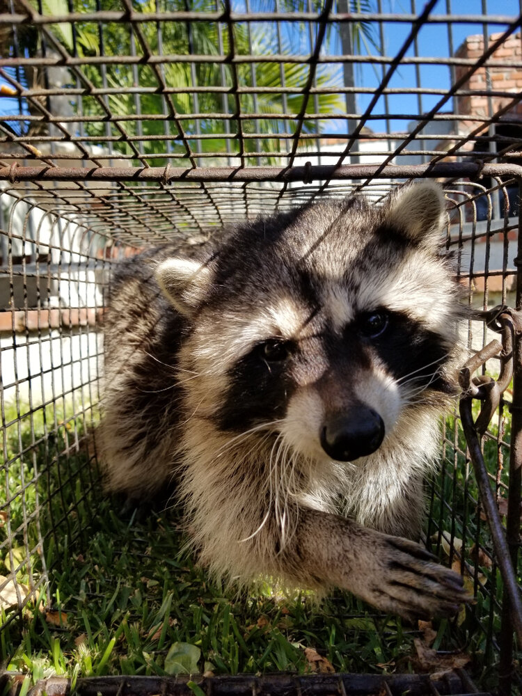 Raccoon Removal. Raccoon In a Cage.