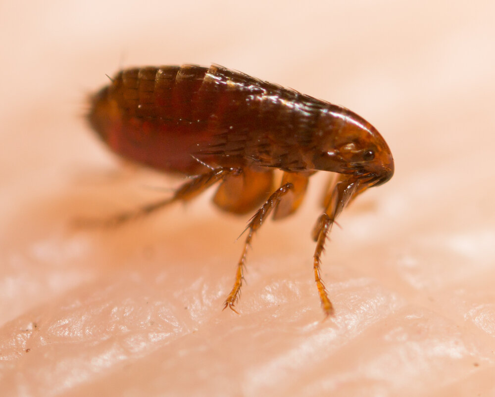 Nuts About Toronto Humane Squirrel Removal: Keeping Squirrels Safe 2 Humane Squirrel Removal. A image of a flea.