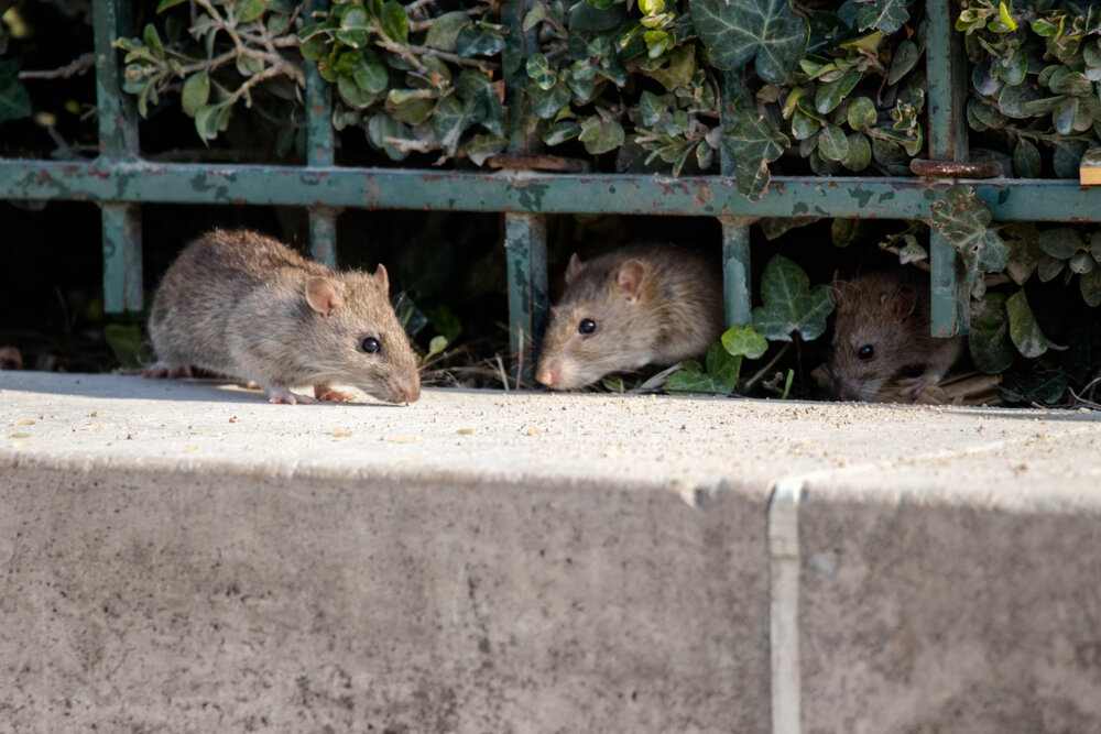 Rat Out the Neighbors: When Toronto's Rodents Become the Gossip of the Town 1 Rat removal needed. Rats Crawling in the bushes.