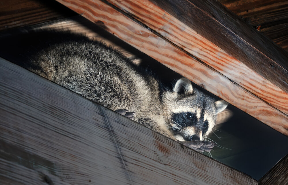 Raccoon Removal Fashion Week: Why Your Attic Is Toronto's Premier Wildlife Runway 1 Raccoon removal. Raccoon in the rafters of attic.