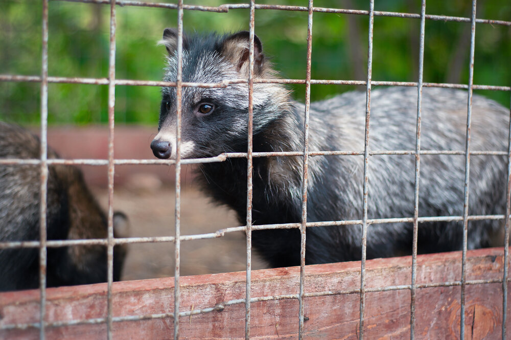Raccoon Removal Fashion Week: Why Your Attic Is Toronto's Premier Wildlife Runway 2 Raccoon removal. Raccoon in humane trap.