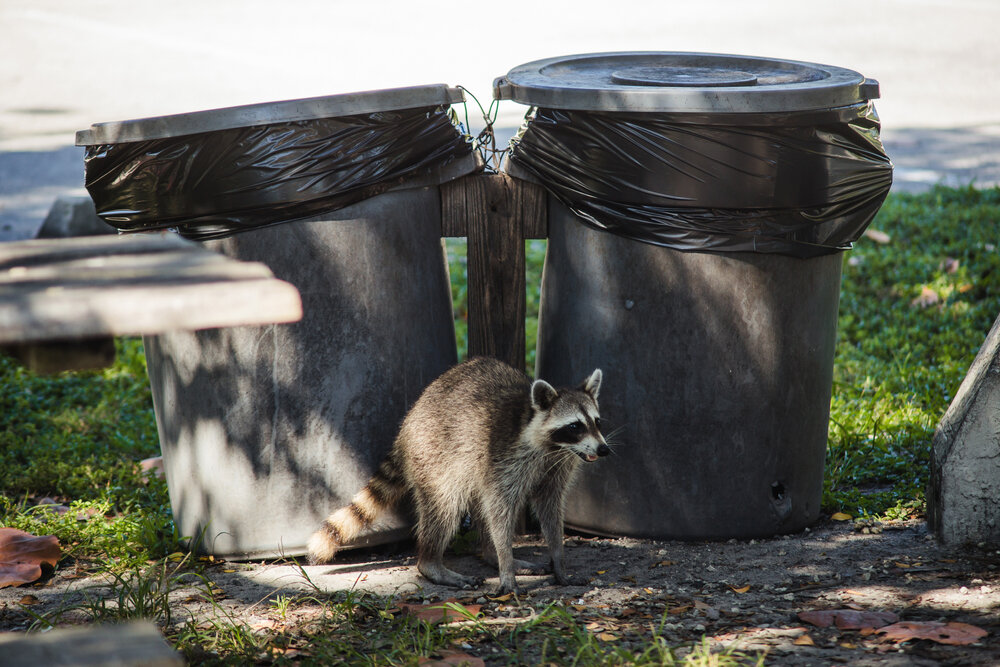 Raccoons vs. Homeowners: The Epic Battle for Toronto's Trash Bins 2 raccoons in trash bins Raccoon With Two Trash Cans.