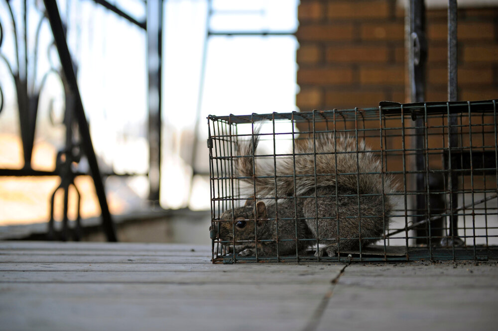 Squirrel Removal. A Gray Squirrel In A Cage.