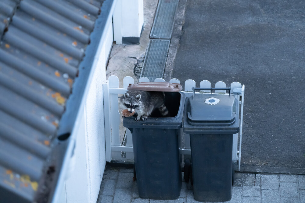 Raccoons vs. Homeowners: The Epic Battle for Toronto's Trash Bins 1 raccoons in trash bins Raccoon Climbs Out Of A Garbage Can.