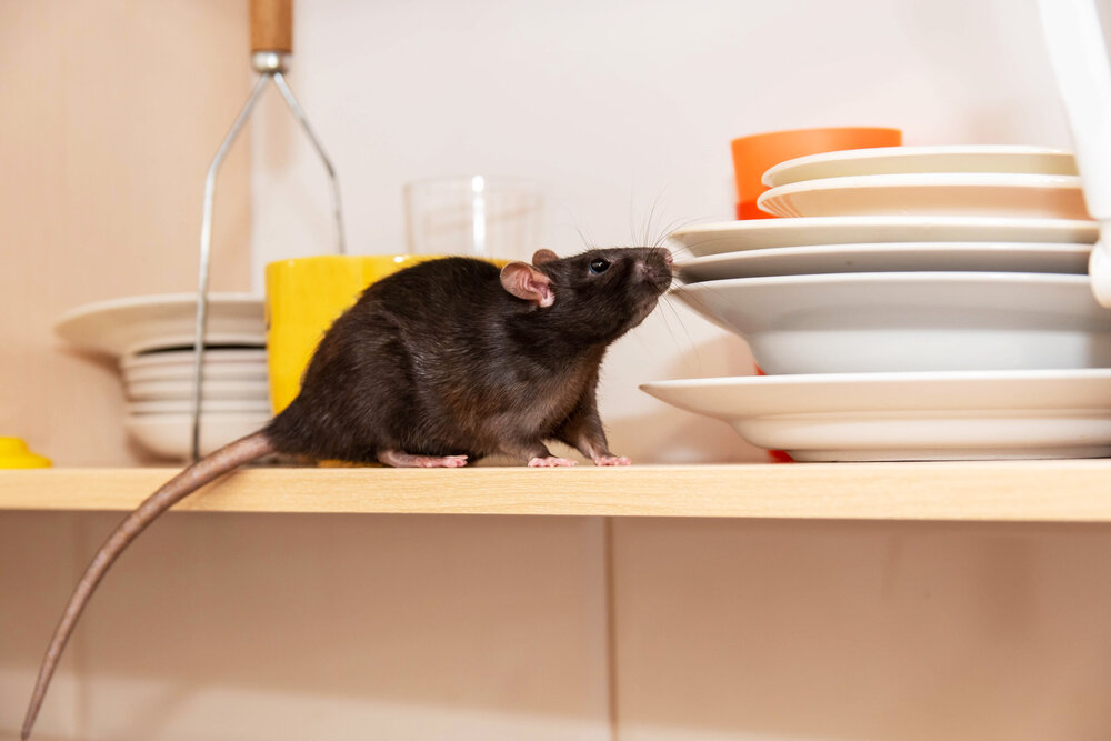Rat removal needed. Rat Crawls In The Kitchen On Dishes.