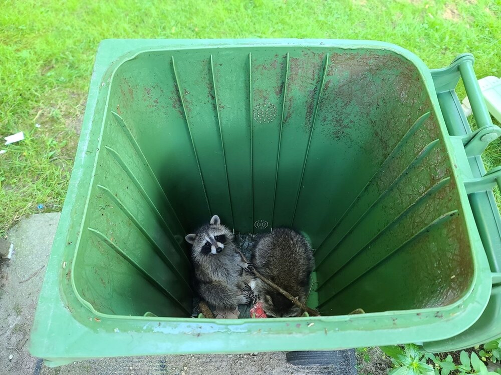 raccoons in trash bins A Top Down Closeup View Of Two Raccoons.