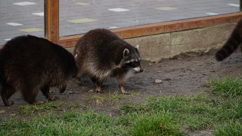 Raccoon removal. Raccoons outside on the ground.