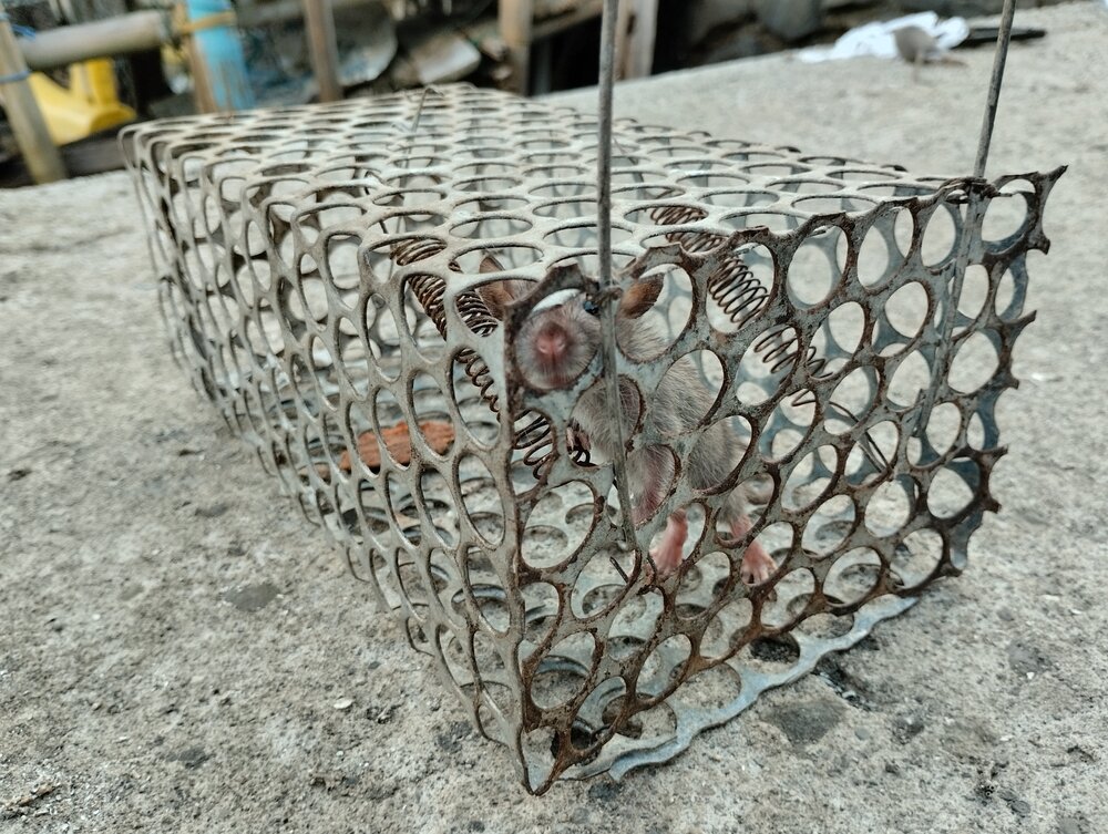 Rat Out the Neighbors: When Toronto's Rodents Become the Gossip of the Town 2 Rat removal needed. Small rat Trapped In A Metal Box.