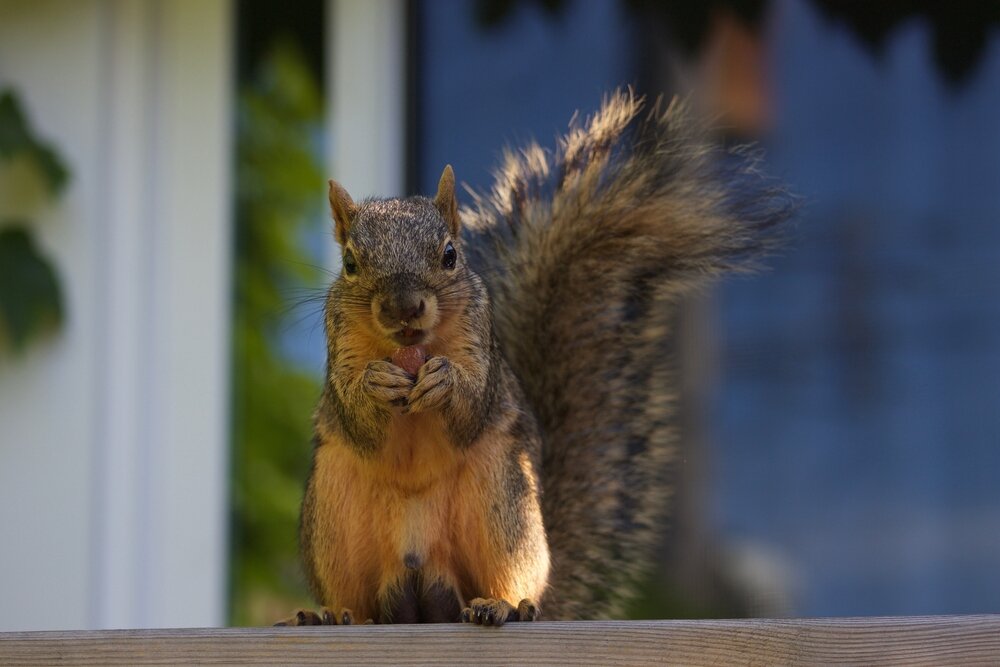 Squirrel Removal. Squirrel sitting on ledge.