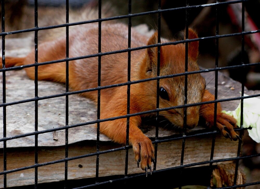 Squirrel Removal. A brown Squirrel In A Cage.