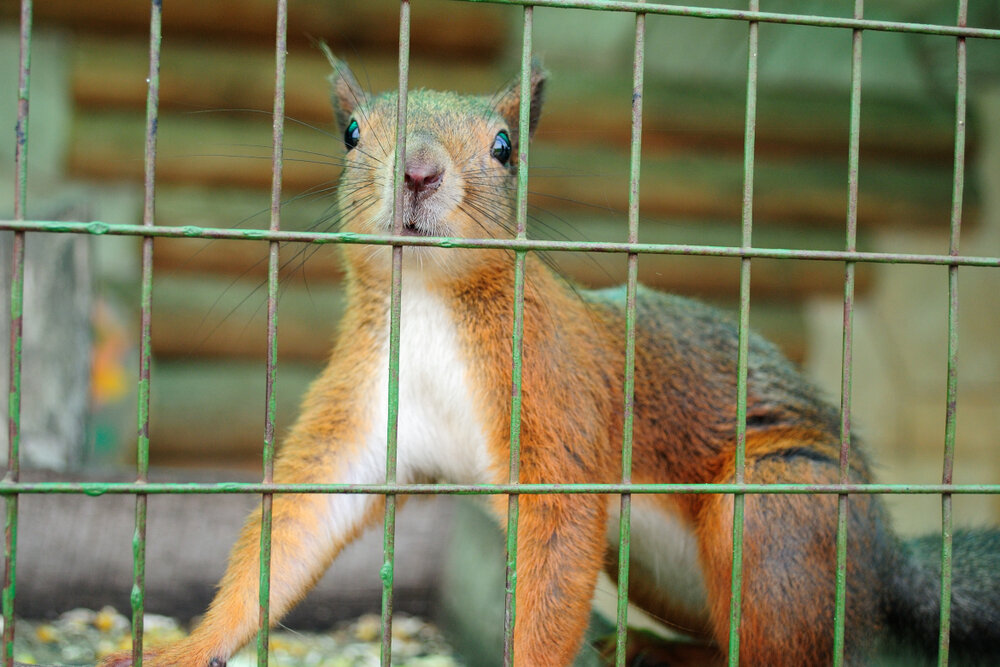 Squirrel Removal and Damage Repair: SWAT Wildlife's Expert Solutions in Toronto 2 Squirrel Removal. A Cute Red Squirrel In A Cage.