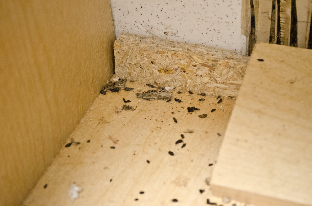 The Health Risks of Ignoring Mice Infestations: An Insightful Overview by SWAT Wildlife 1 Mice Infestations. Mouse Poop Turds Feces Under A Bathroom Sink.