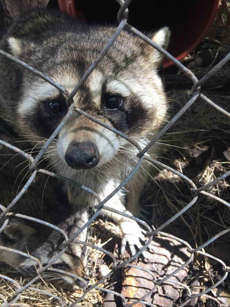 Raccoon Removal. Sad raccoon in cage.