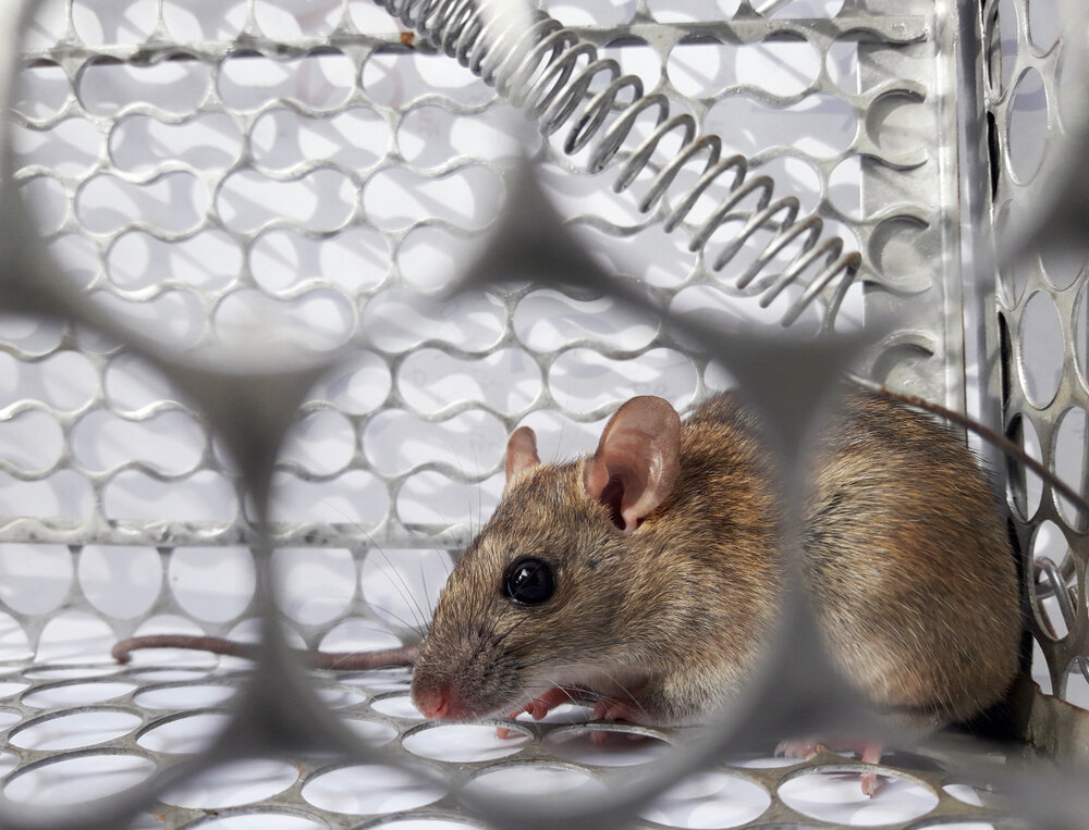 Rat Removal. Rat In Cage On White Background.