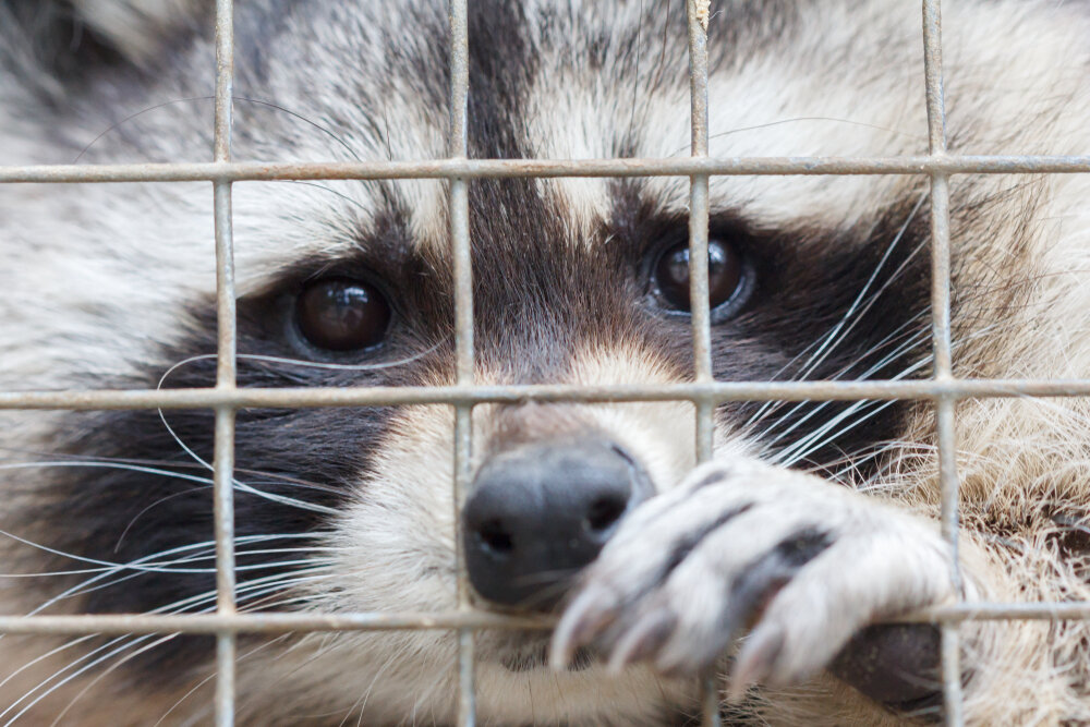 Raccoon Removal. Sad raccoon in cage.