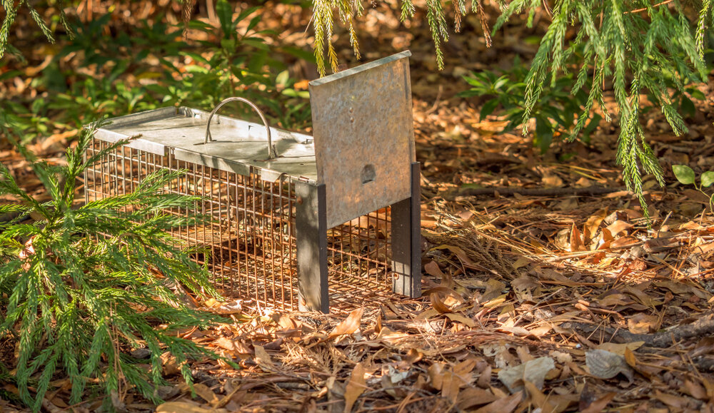 Raccoon Removal. Humane Live Animal Trap Pest and Rodent Removal Cage.